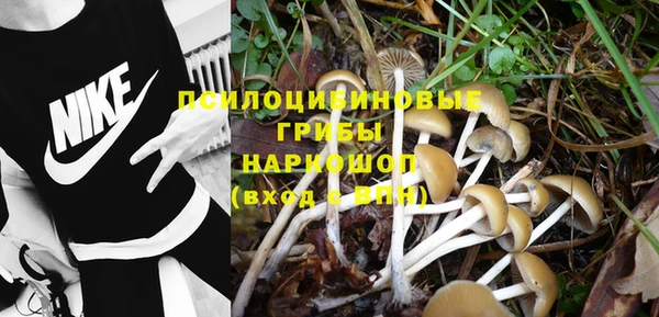 прущие грибы Куйбышев